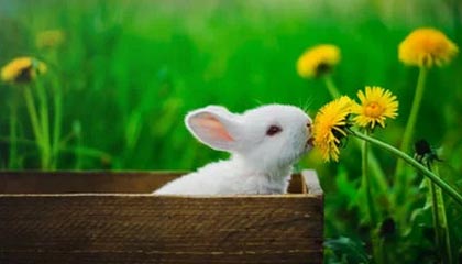 开云体育app-尼克斯绝杀鹈鹕，威斯布鲁克爆发神勇